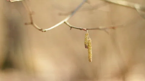 Spring in the forest. Stock-Footage 707731