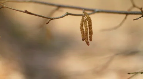 Spring in the forest. Stock Footage 711048