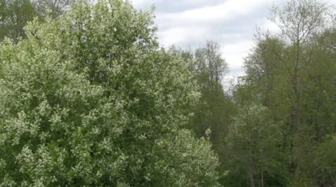 Spring forest Stock Footage 11015638