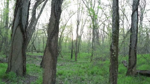 Spring forest Stock Footage 22935374