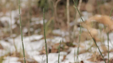 Spring in Forest Stock Footage 36374335