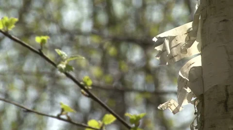 In spring forest Stock Footage 37841149