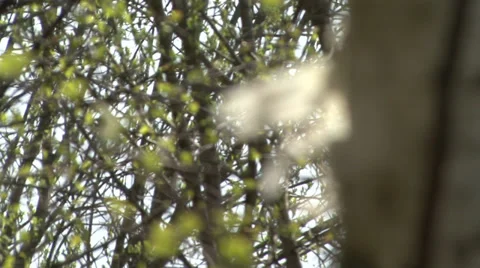 In spring forest Stock Footage 37841178