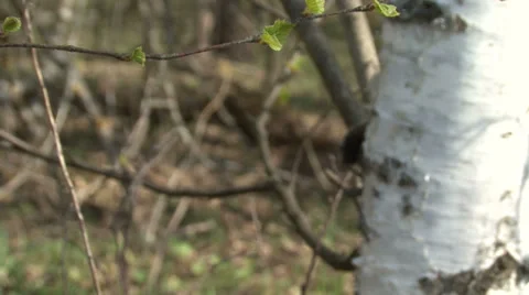 In spring forest Stock Footage 37841253