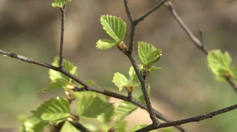 In spring forest Stock Footage 37841328