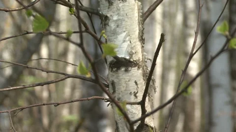 In spring forest Stock Footage 37841455
