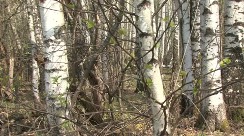 In spring forest Stock Footage 37841587