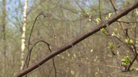In spring forest Stock Footage 37841673