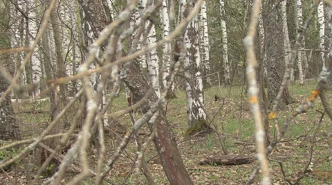 In spring forest Stock Footage 37841819