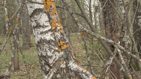 In spring forest Stock Footage 37842010