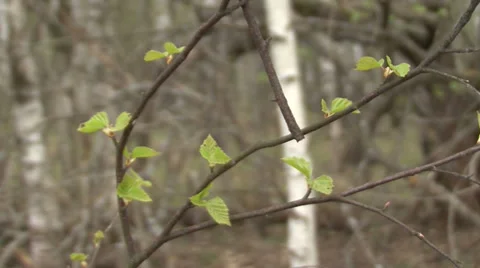 In spring forest Stock Footage 37842333