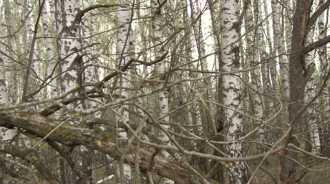 In spring forest Video stock 37842450