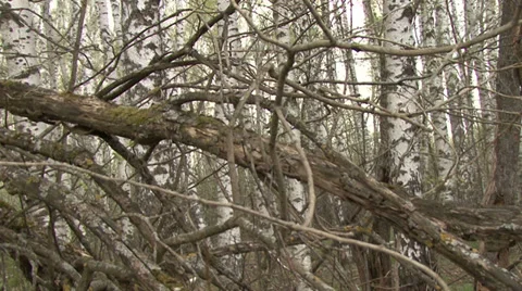 In spring forest Stock Footage 37842720