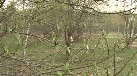 In spring forest Stock Footage 37842823
