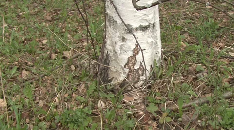 In spring forest Stock Footage 37842976