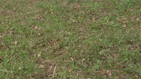 In spring forest Video stock 37843142