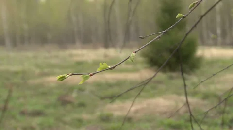 In spring forest Stock Footage 37843259