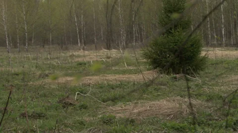 In spring forest Stock Footage 37843318