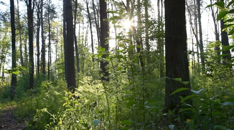 Spring forest. Stock Footage 37933631