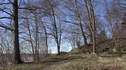 Spring in the forest Stock Footage 49264648