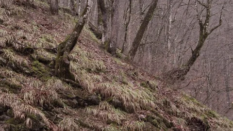 Spring Forest Stock Footage