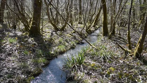 Spring in the forest Stock Footage 88189374