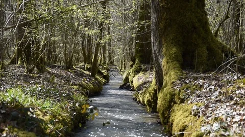 Spring in the forest Stock Footage 88190005