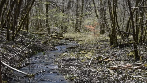 Spring in the forest Stock Footage 88190306
