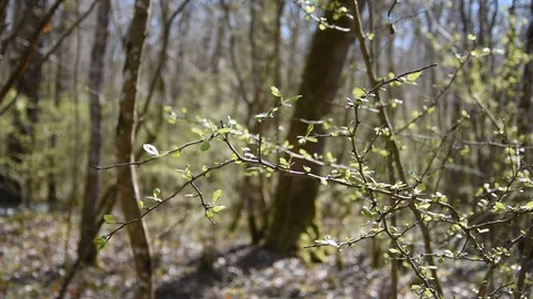 Spring in the forest Stock Footage 88190658