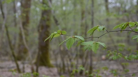 Spring in the forest Stock Footage 88475605