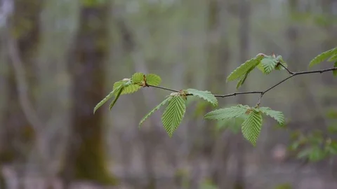 Spring in the forest Stock Footage 88475802