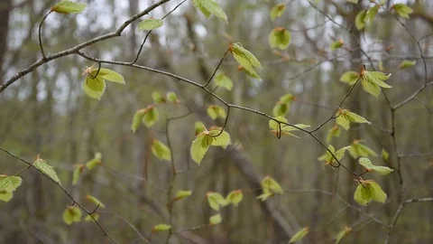 Spring in the forest Stock Footage 88475932