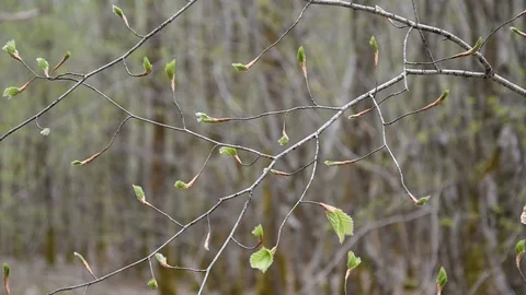 Spring in the forest Stock Footage 88575842