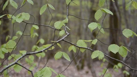 Spring in the forest Stock Footage 88576075