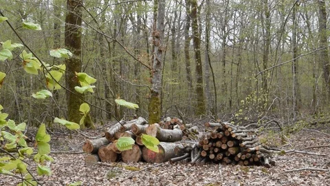 Spring in the forest Stock Footage 88576698