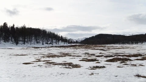 Spring Forest Stock-Footage 89082846