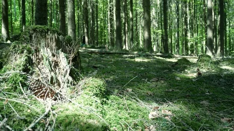 Spring Forest 動画素材 129266299