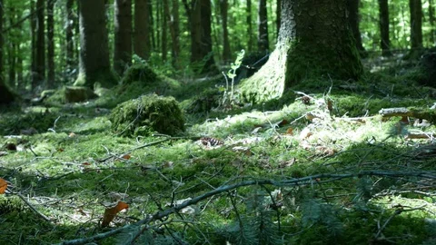 Spring Forest 動画素材 129266949