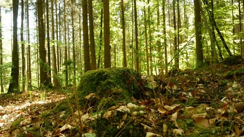 Spring Forest 動画素材 129307703