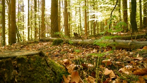 The Spring Forest Stock Footage 129310194