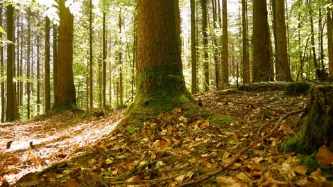 In the Spring Forest Stock Footage 129310809