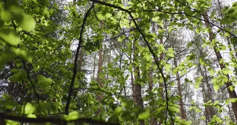In the spring in the forest. Stock Footage