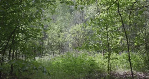 In the spring in the forest. Stock Footage 132259760