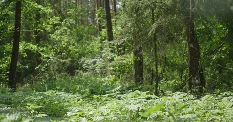 In the spring in the forest. Stock Footage 132261283