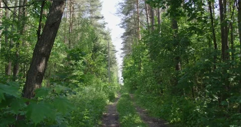 In the spring in the forest. Video stock 132262666