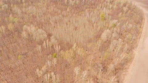 Spring forest Stock Footage 146612898