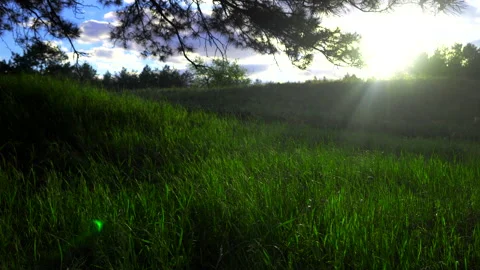 Spring forest Stock Footage 153895866