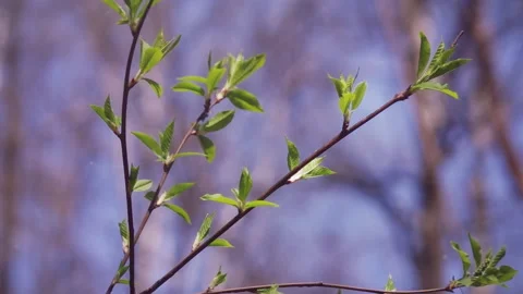 Spring Forest Video stock 170744638