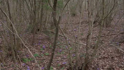 Spring forest Stock Footage 308163666