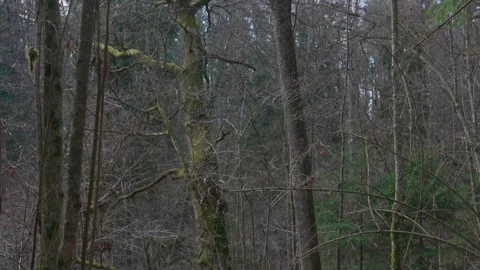 Spring forest Stock Footage 308163671